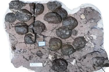 50 'leathery' eggs of previously unknown dinosaurs found that died 190 million years ago (photo)