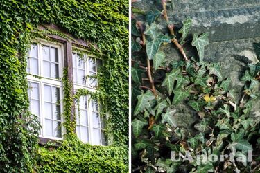 How to remove ivy from the garden and vegetable garden
