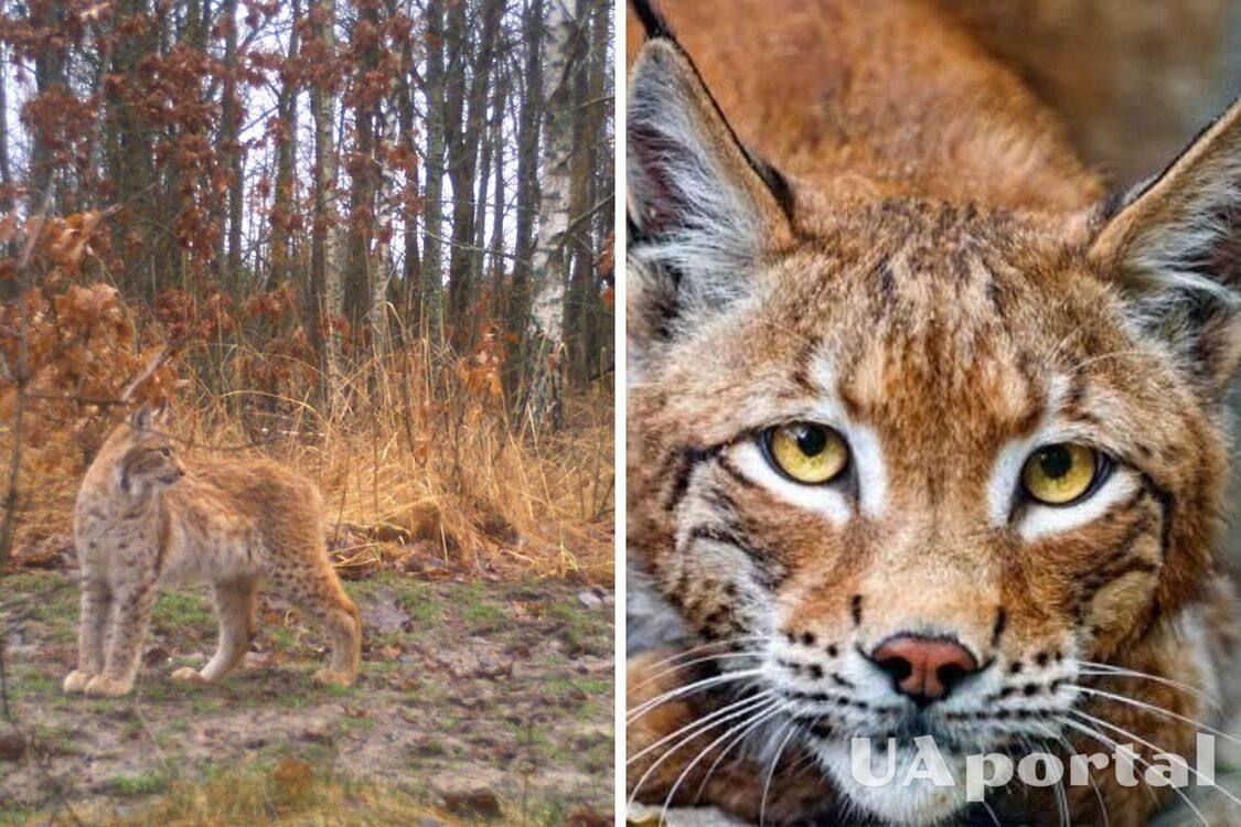 'W ubiegłym wieku ten gatunek zniknął': w Czarnobylu zauważono nowe zwierzę (zdjęcie)