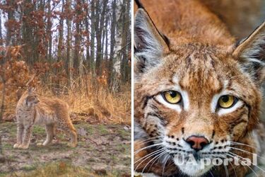 'W ubiegłym wieku ten gatunek zniknął': w Czarnobylu zauważono nowe zwierzę (zdjęcie)