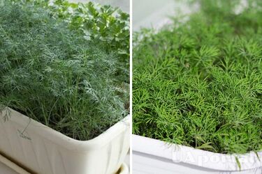 How to plant and grow dill on the windowsill for the winter