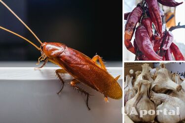 Чим вивести тарганів - як позбутися клопів