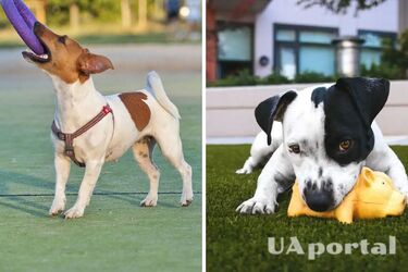 Кінологи назвали 4 помилки у вихованні собаки, які можуть нашкодити улюбленцю
