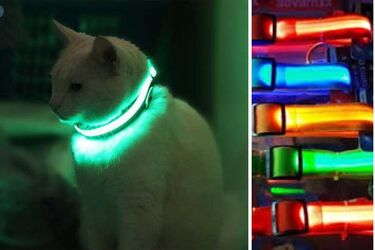 Neon collars: benefits and harms of this dog accessory