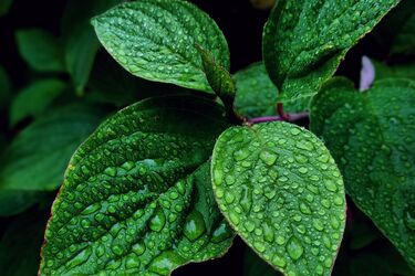 Як можна використати м'яту за прикметами