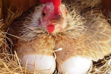 Как ухаживать за курами зимой, чтобы они несли больше яиц