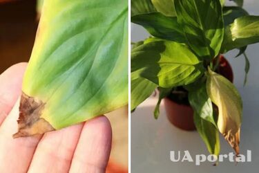 Як врятувати рослини із засохлим листям