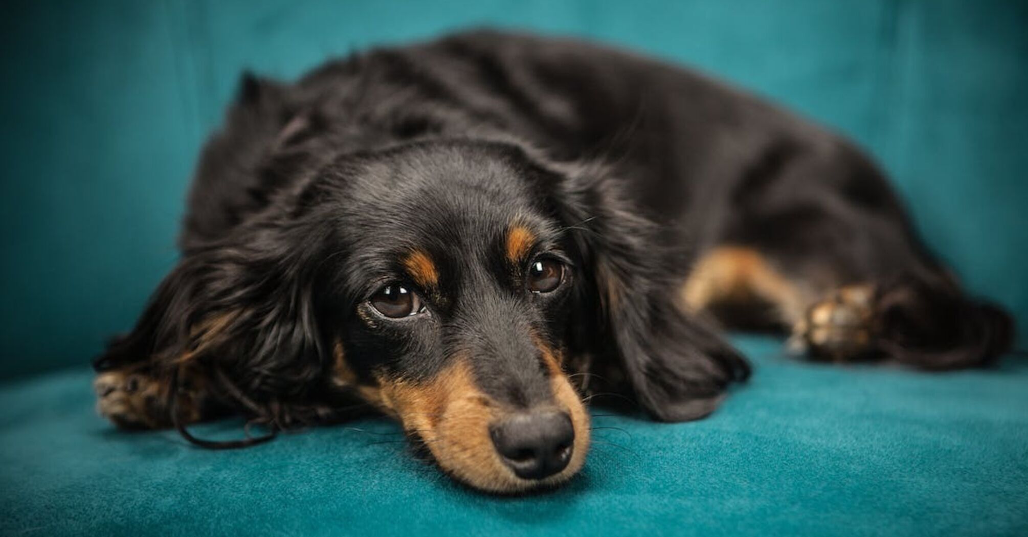'Починається з кашлю': у США поширюється потенційно смертельна таємнича хвороба собак