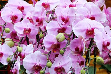 Эксперты назвали самый дешевый способ побудить орхидеи к повторному цветению