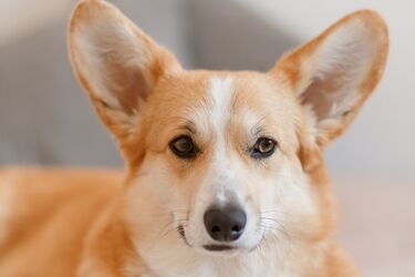 Популярен среди любителей собак: стоит ли заводить корги