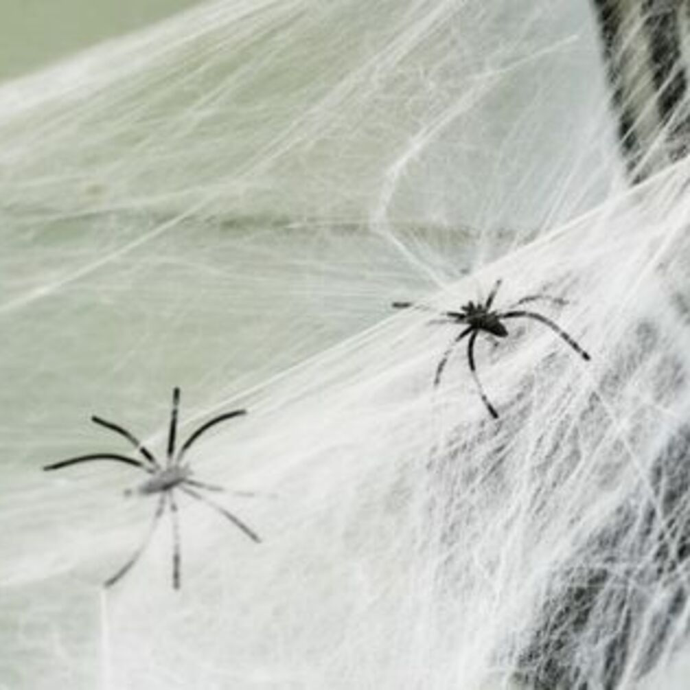 Prevention and control of spiders: what you need to know