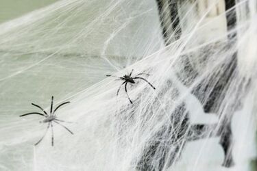 Профилактика и борьба с пауками: что нужно знать