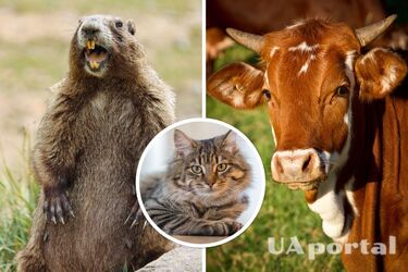 Which animals predict the weather and how