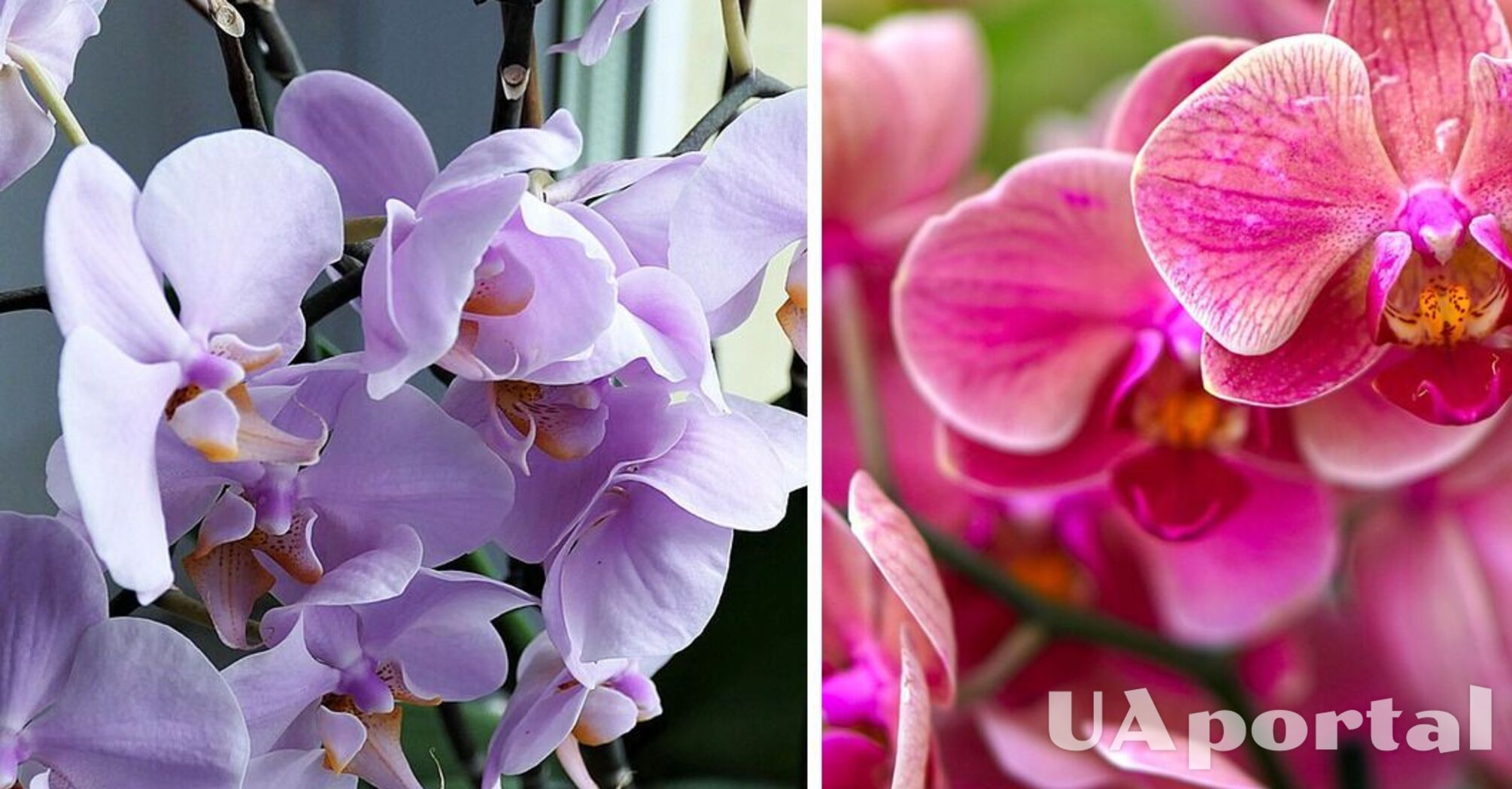 Эксперты объяснили, какой должна быть температура, чтобы орхидея снова зацвела
