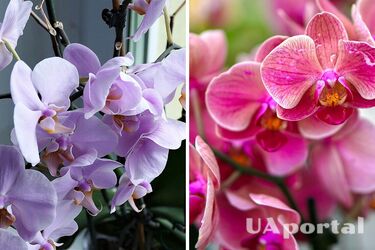 Експерти пояснили, якою має бути температура, щоб орхідея знову зацвіла
