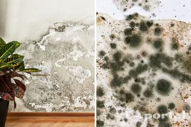 What to do to avoid dampness in the apartment - how to get rid of mold at home