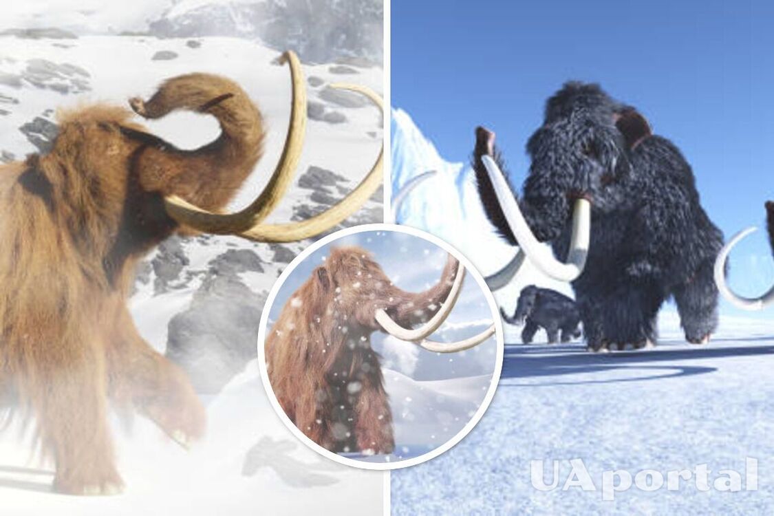 Scientists in the UK want to revive a mammoth by 2028: they will use genetic engineering