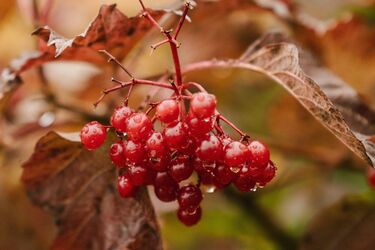 Символічне значення калини біля будинку: чи потрібно її садити
