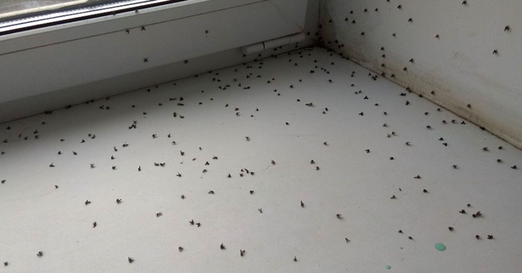 Появились мухи в квартире. Мошки на кухне. Мелкие мошки в квартире. Мошки от сырости. Мошки от сырости в квартире.