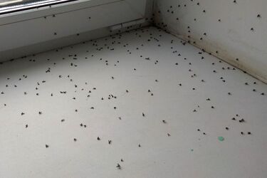 Как избавиться от мошек на кухне: действенные советы