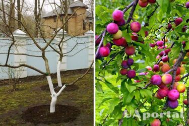 Як правильно обрізати сливові дерева восени