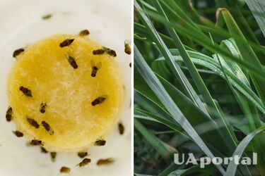 Experts tell how to easily get rid of fruit flies in the kitchen