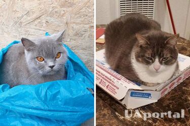 How to wean a cat off turning over the dumpster in search of food