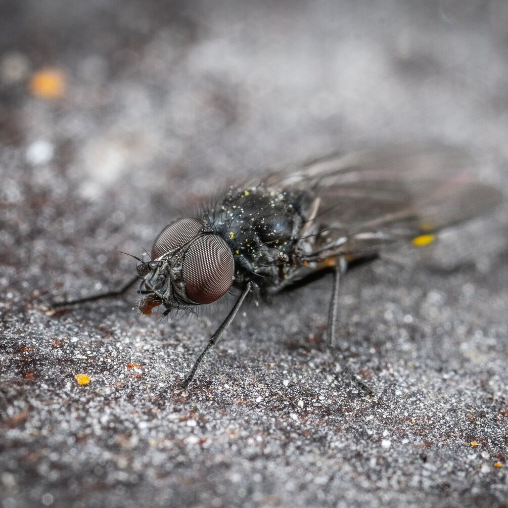 Абсолютно неушкоджену муху знайшли в товстій кишці людини
