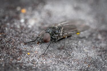 Абсолютно невредимую муху нашли в толстой кишке человека