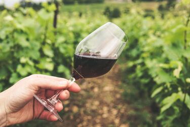 Chemists have revealed a 'thousand-year secret' of the causes of red wine headaches