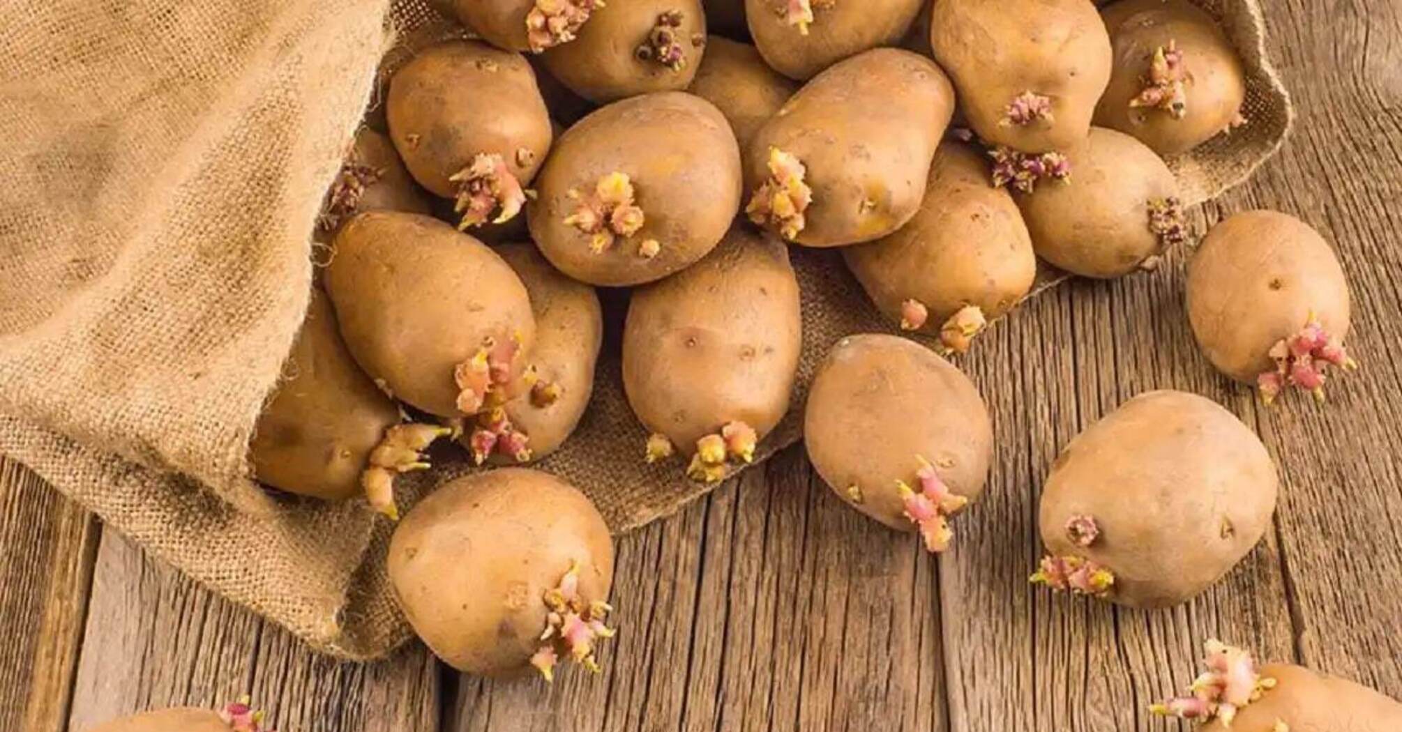 Когда проращивать картофель на посадку. Проросший картофель. Клубень картофеля. Картофельный клубень. Картошка с ростками.
