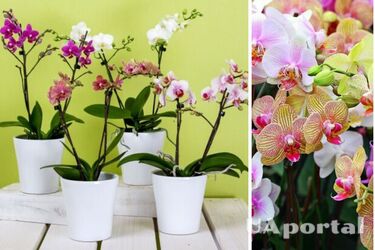 Як підгодувати орхідею, щоб вона почала цвісти