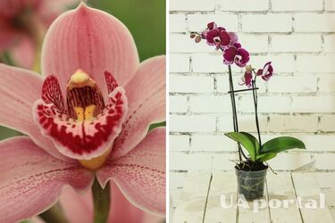 Фахівці пояснили, як доглядати за орхідеєю, щоб вона розквітла навесні