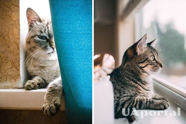 Why cats like to sit and sleep on the windowsill
