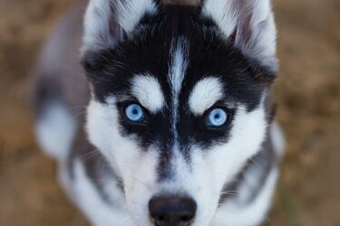 5 цікавих фактів про собак породи хаскі