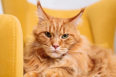 Стоит ли заводить мейн-куна: особенности породы