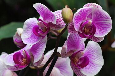 Чи можна тримати вдома орхідею: забобони та прикмети