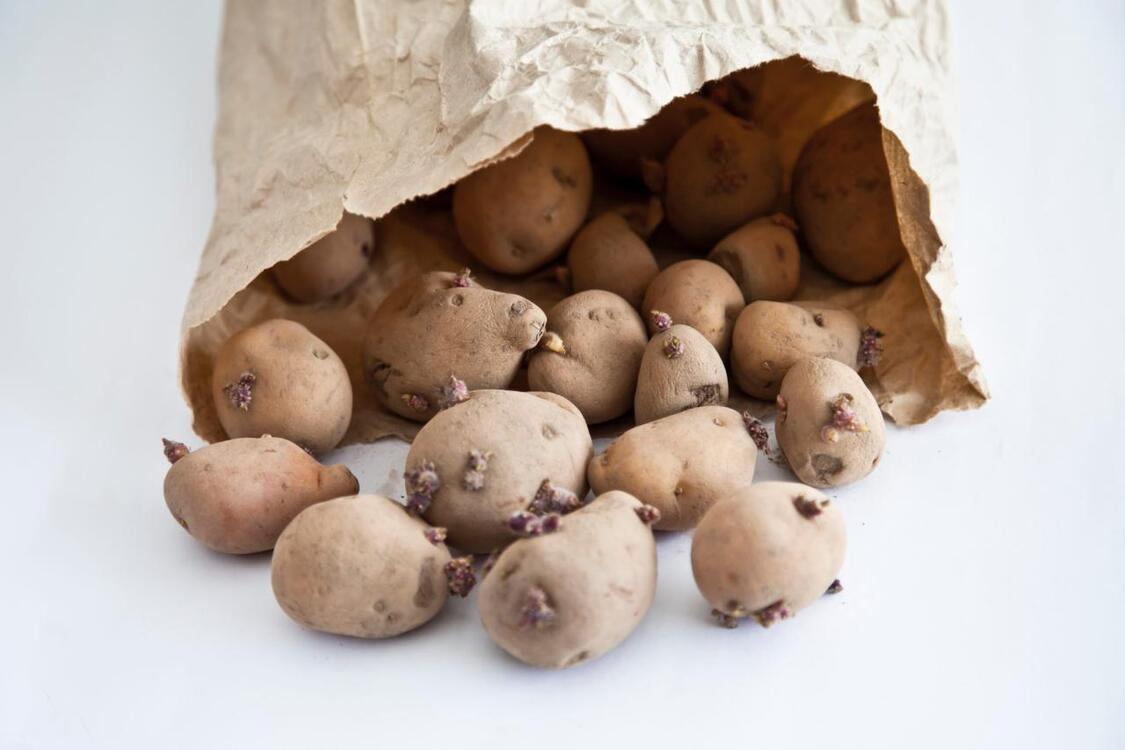 Czy jedzenie kiełkujących ziemniaków jest bezpieczne i jak unikać kiełkowania