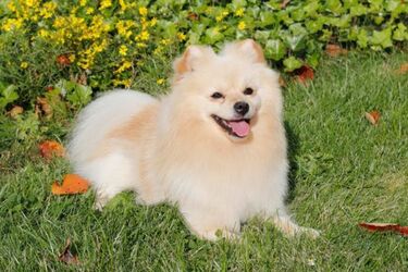 Топ-5 порід мініатюрних собак. Фото