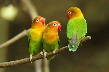 Не умеют разговаривать: пять интересных фактов о попугаях, которые вы могли не знать