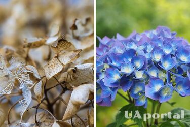 Гортензия останется без цветов: что нельзя делать с растением перед зимой