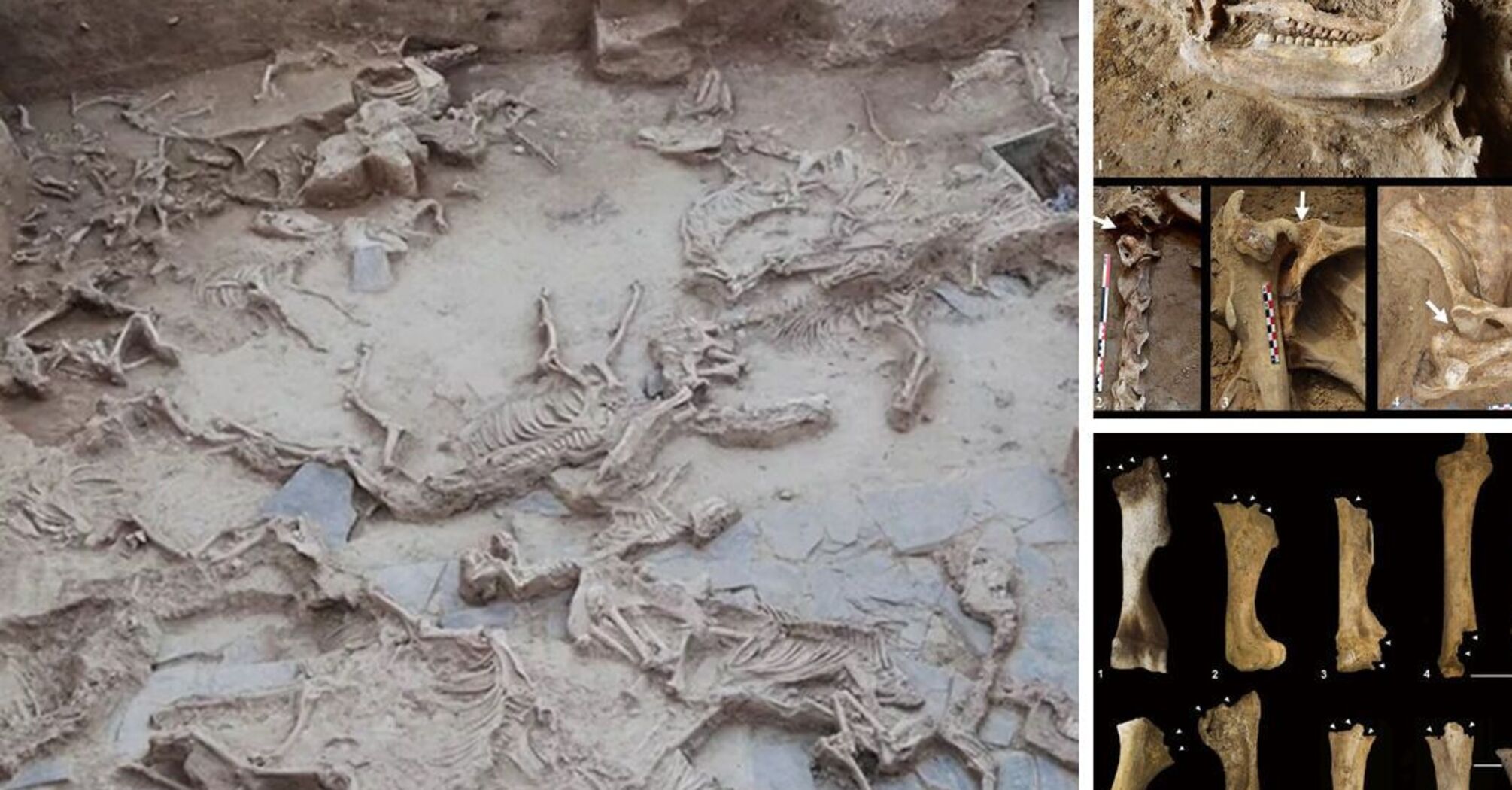 В Іспанії знайшли місце, де 2500 років тому у жертву принесли 52 тварин (фото)