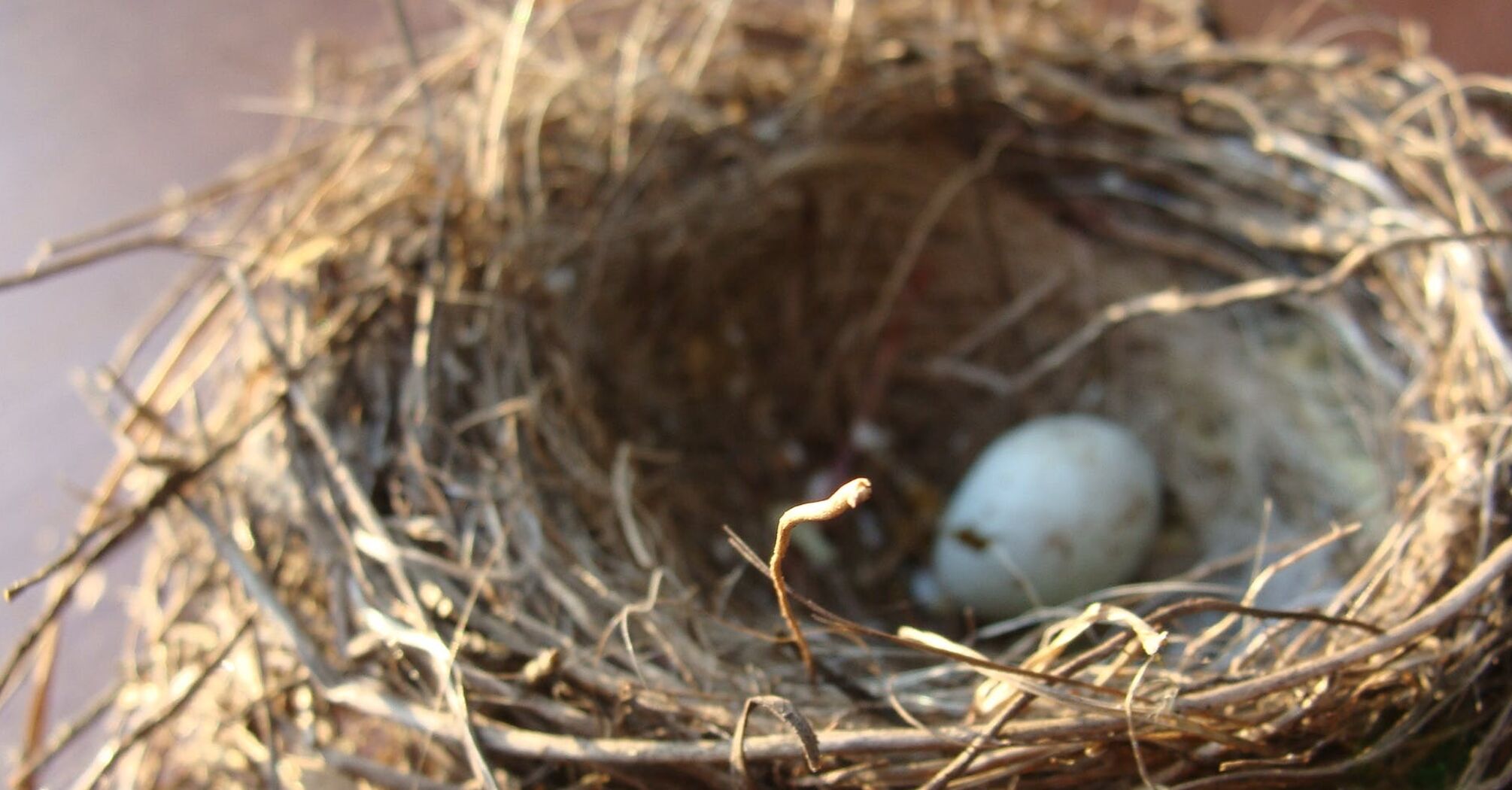 Пташка звила гніздо біля будинку: значення в народних прикметах