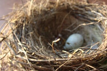 A bird has made a nest near the house: the meaning in folk omens