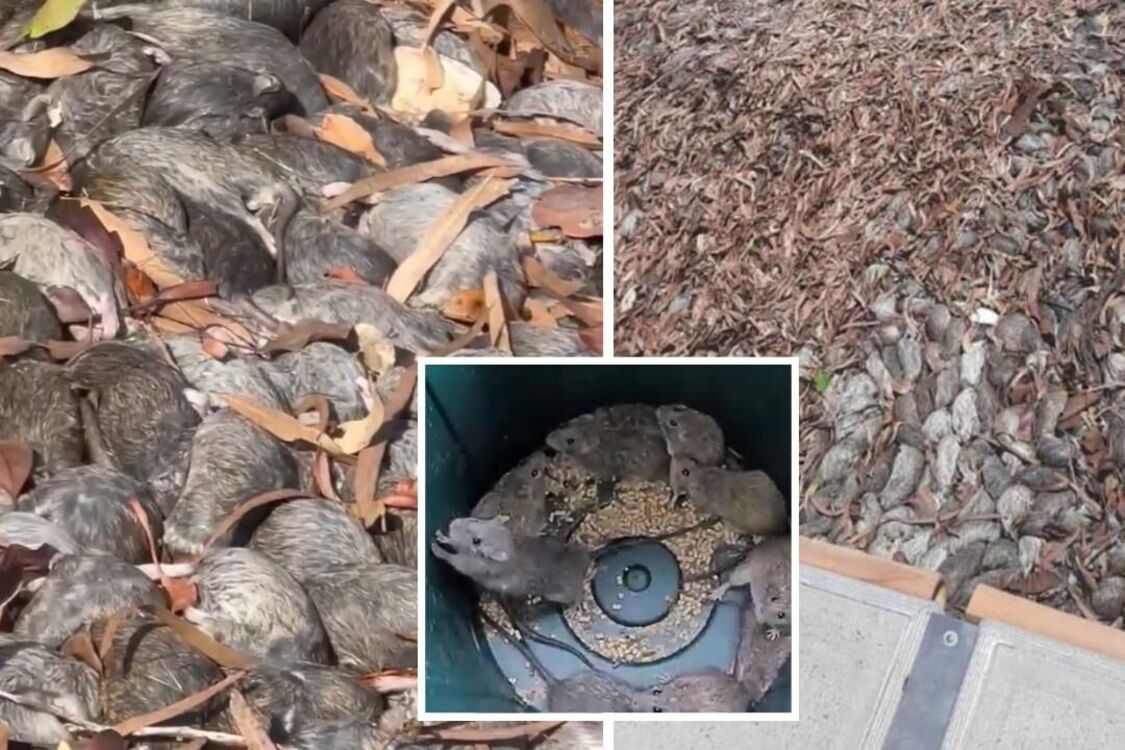 Millions of rats attacked Australian city: photos and video