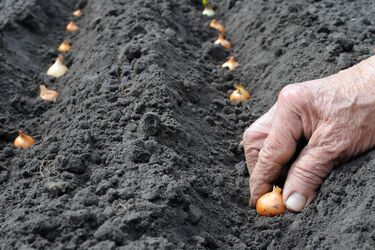 Стоит ли садить лук под зиму: что стоит знать