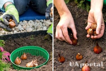 Як правильно садити тюльпани у листопаді
