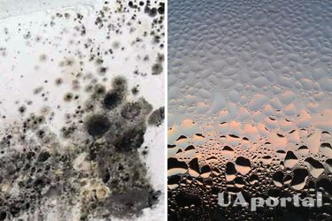 Эксперты подсказали, как просто избежать плесени в квартире