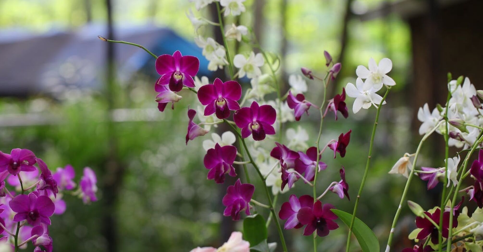 Як змусити орхідею знову зацвісти: допоможе поширена спеція