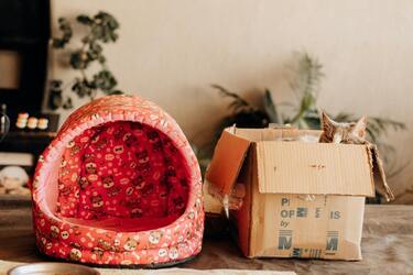 Эксперты объяснили одержимость кошек коробками